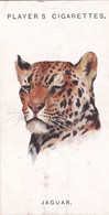 31 Jaguar   - Wild Animal Heads 1931 - Players Cigarette Card - Original - Wildlife, - Wills