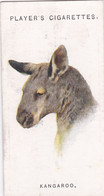 32 Kangaroo   - Wild Animal Heads 1931 - Players Cigarette Card - Original - Wildlife, - Wills