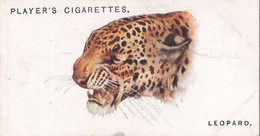 34 Leopard  - Wild Animal Heads 1931 - Players Cigarette Card - Original - Wildlife, - Wills