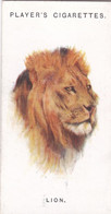 35 Lion  - Wild Animal Heads 1931 - Players Cigarette Card - Original - Wildlife, - Wills
