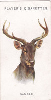 43 The Sambar   - Wild Animal Heads 1931 - Players Cigarette Card - Original - Wildlife, - Wills