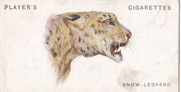 44 Snow Leopard  - Wild Animal Heads 1931 - Players Cigarette Card - Original - Wildlife, - Wills