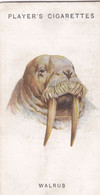 47 Walrus  - Wild Animal Heads 1931 - Players Cigarette Card - Original - Wildlife, - Wills