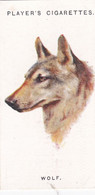 48 The Wolf   - Wild Animal Heads 1931 - Players Cigarette Card - Original - Wildlife, - Wills