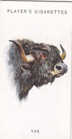 49 The Yak  - Wild Animal Heads 1931 - Players Cigarette Card - Original - Wildlife, - Wills