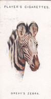 50 Grevys Zebra  - Wild Animal Heads 1931 - Players Cigarette Card - Original - Wildlife, - Wills