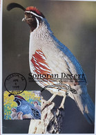 SONORAN DESERT BIRD MAXIMUM CARD TUCSON AZ 1999 FAUNA - Andere & Zonder Classificatie