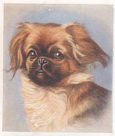 4 Pekingese   - Our Dogs 1939  -  Phillips Cigarette Card - Original - Pets - Animals - 5x6cm - Phillips / BDV