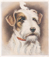 5 Sealyham Terrier  - Our Dogs 1939  -  Phillips Cigarette Card - Original - Pets - Animals - 5x6cm - Phillips / BDV
