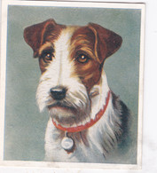 9 Wire Haired Fox Terrier  - Our Dogs 1939  -  Phillips Cigarette Card - Original - Pets - Animals - 5x6cm - Phillips / BDV