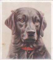 11 Labrador    - Our Dogs 1939  -  Phillips Cigarette Card - Original - Pets - Animals - 5x6cm - Phillips / BDV