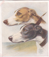 19 Greyhound   - Our Dogs 1939  -  Phillips Cigarette Card - Original - Pets - Animals - 5x6cm - Phillips / BDV