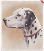 17 Dalmation   - Our Dogs 1939  -  Phillips Cigarette Card - Original - Pets - Animals - 5x6cm - Phillips / BDV
