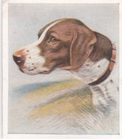 16 The Pointer   - Our Dogs 1939  -  Phillips Cigarette Card - Original - Pets - Animals - 5x6cm - Phillips / BDV