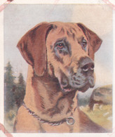 24 The Great Dane  - Our Dogs 1939  -  Phillips Cigarette Card - Original - Pets - Animals - 5x6cm - Phillips / BDV