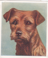 23 Border Terrier  - Our Dogs 1939  -  Phillips Cigarette Card - Original - Pets - Animals - 5x6cm - Phillips / BDV
