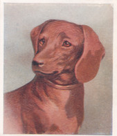 27 Dachshund - Our Dogs 1939  -  Phillips Cigarette Card - Original - Pets - Animals - 5x6cm - Phillips / BDV