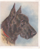 29 Scottish Terrier - Our Dogs 1939  -  Phillips Cigarette Card - Original - Pets - Animals - 5x6cm - Phillips / BDV