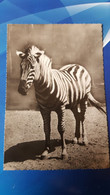 CPSM ZEBRE DE CHAPMANN AFRIQUE DU SUD PHOTO L R 1951 - Zèbres