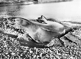 TAAF ILES AUSTRALES  SSN° LEOPARD DE MER - TAAF : Franz. Süd- Und Antarktisgebiete