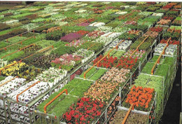 CP AALSMEER -world Flower Centre - Aalsmeer