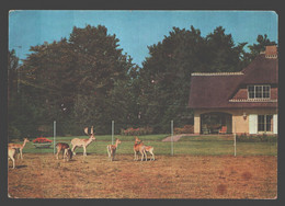 's Gravenwezel - Hertenpark Hof Ter Linden - Schilde