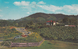 Australia - Postcard  Unused - Coff 's Harbour, - Banana Plantations, Pacific Highway - 2/scans - Coffs Harbour