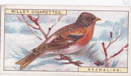 5 Brambling -   British Birds 1915 - Wills Cigarette Card - Antique - Wildlife - Wills