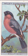 11 Bullfinch  -   British Birds 1915 - Wills Cigarette Card - Antique - Wildlife - Wills