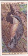 18 Nuthatch  -   British Birds 1915 - Wills Cigarette Card - Antique - Wildlife - Wills