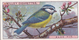 19 Blue Tit -   British Birds 1915 - Wills Cigarette Card - Antique - Wildlife - Wills
