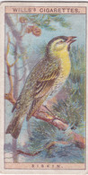 7 Siskin  -   British Birds 1915 - Wills Cigarette Card - Antique - Wildlife - Wills