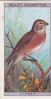 8 Linnet -   British Birds 1915 - Wills Cigarette Card - Antique - Wildlife - Wills