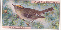 Gold Crest   -   British Birds 1915 - Wills Cigarette Card - Antique - Wildlife - Wills