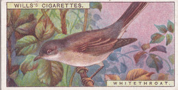 White Throat -   British Birds 1915 - Wills Cigarette Card - Antique - Wildlife - Wills