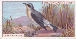 Wheatear -   British Birds 1915 - Wills Cigarette Card - Antique - Wildlife - Wills