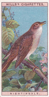 Nightingale -   British Birds 1915 - Wills Cigarette Card - Antique - Wildlife - Wills