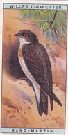 Sand Martin-   British Birds 1915 - Wills Cigarette Card - Antique - Wildlife - Wills