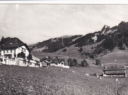 Charmey, Hotel "Le Bellevue" Et Les Dents Vertes. Vaches Au Pâturage. Format 10 X 15 - Charmey