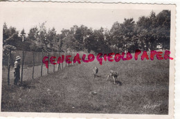 87- CHATEAUNEUF LA FORET - SANATORIUM DE BELLEGARDE LES FLEURS - LE PARC ET LES BICHES - Chateauneuf La Foret