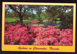 AK 002481 USA - Florida - Clearwater - Azaleas - Clearwater
