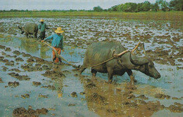 CARTE POSTALE ANCIENNE ORIGINALE COULEUR : RICE CULTIVATION IN TAILAND PLOUGHING WITH BUFFALOES ANIMEE  ASIE TAILANDE - Tailandia