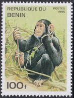 Specimen, Benin Sc776 Wildlife, Animal, Chimpanzee, Chimpanzé - Chimpanzees