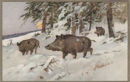 A409) JAGD - WILDSCHWEINE - Wildschwein Im Wald Mit Mond Im Hintergrund ALT! - Pigs