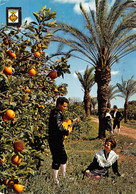 CPM - CASTELLON DE LA PLANA - Rincon De La Huerta. - Castellón