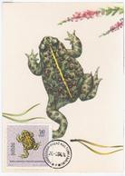 Poland Polska 1964 European Green Toad, Bufo Viridis, Frog Frogs - Tarjetas Máxima