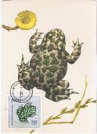 Poland Polska 1964 European Green Toad, Bufo Viridis, Frog Frogs - Cartes Maximum