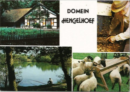 HOUTHALEN - Domein Hengelhoef - Multi-vues - Oblitération De 1991 - Houthalen-Helchteren