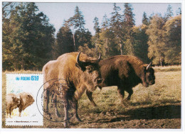 Poland Polska 1981 Fauna Wisent Bison Animal Mammal Canceled In Bialowieza Owl Stamp - Cartes Maximum