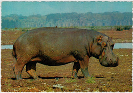 IPPOPOTAMO           (AFRICA)      (NUOVA) - Hippopotames